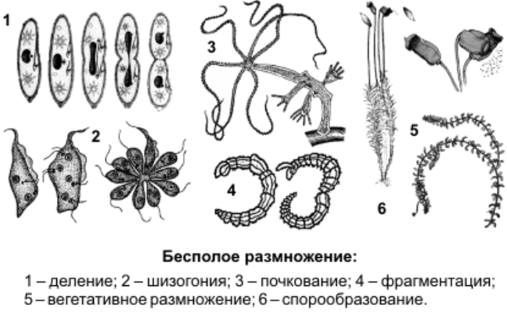 Какие способы размножения водорослей показаны на схемах а и б