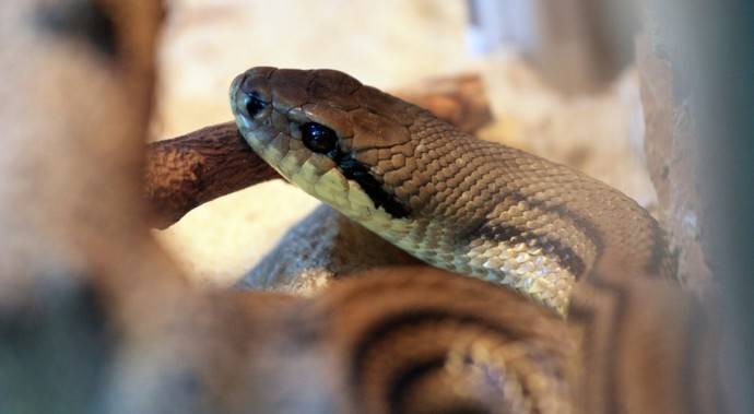 Самая гигантская змея в мире