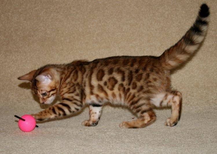 Кот с окрасом леопарда