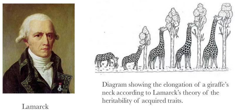 Эволюция жирафов