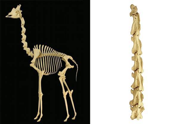 Эволюция жирафов