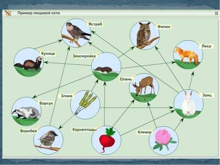 Заполните пустые прямоугольники названиями видов животных так чтобы получилась схема пищевой сети
