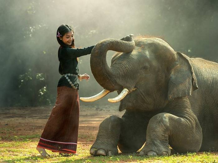 Сколько весит африканский слон в килограммах