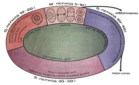 Из каких периодов состоит клеточный цикл