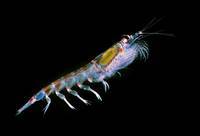 Кто питается планктоном