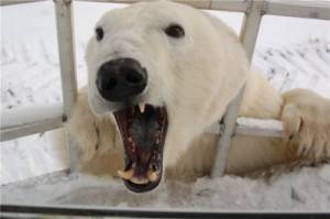 Белые медведи едят тюленей