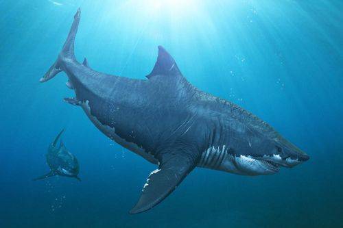 мегалодон - древняя гигантская акула