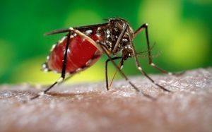 Длительность жизни комара