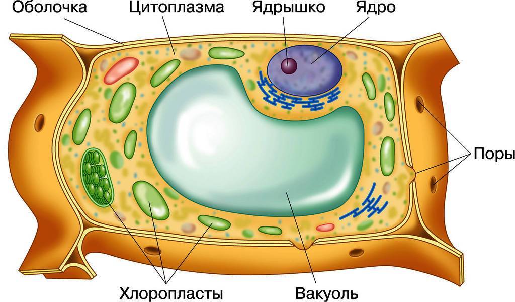 Оболочка клетки растений состоит из