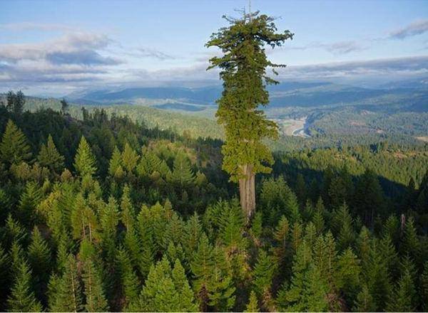Самое высокое дерево на Земле