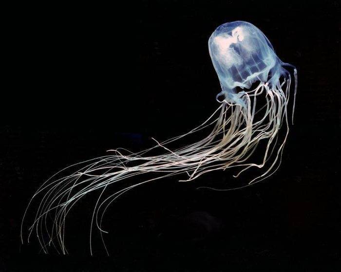 Медуза краткое описание
