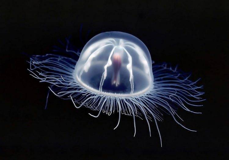 Картинки сцифоидные медузы