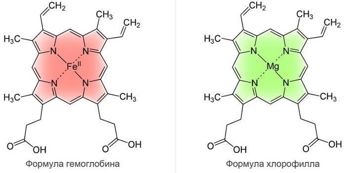 Сходство молекулы хлорофилла и молекулы гемоглобина