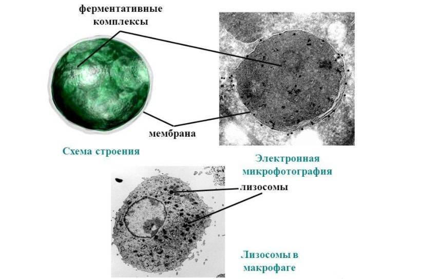 Лизосомы в растительной клетке