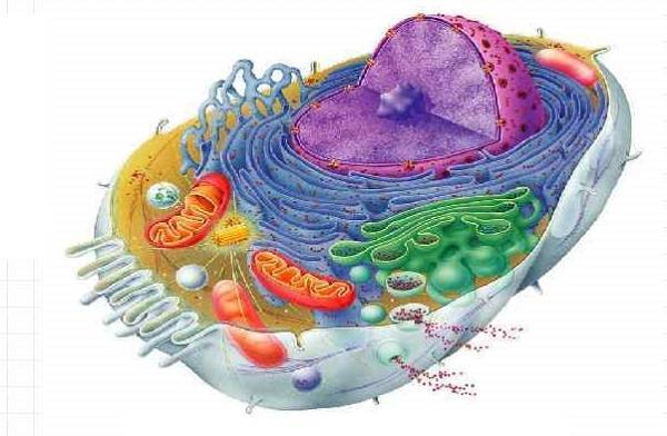 Строение клетки митохондрии