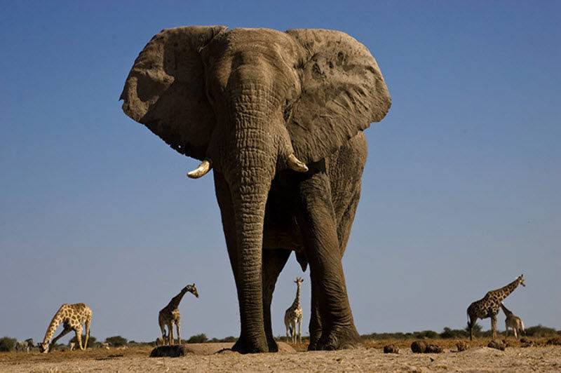 Африканский слон, вид снизу