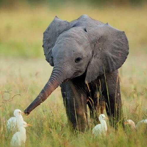 Самые опасные животные Африки. Слон