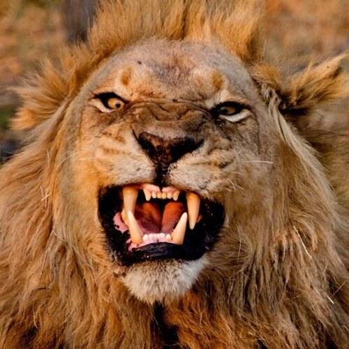 Самые опасные животные Африки. Лев