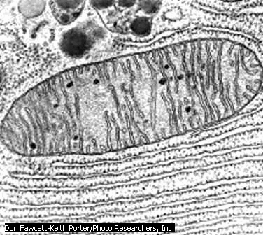 Есть ли митохондрии в растительной клетке