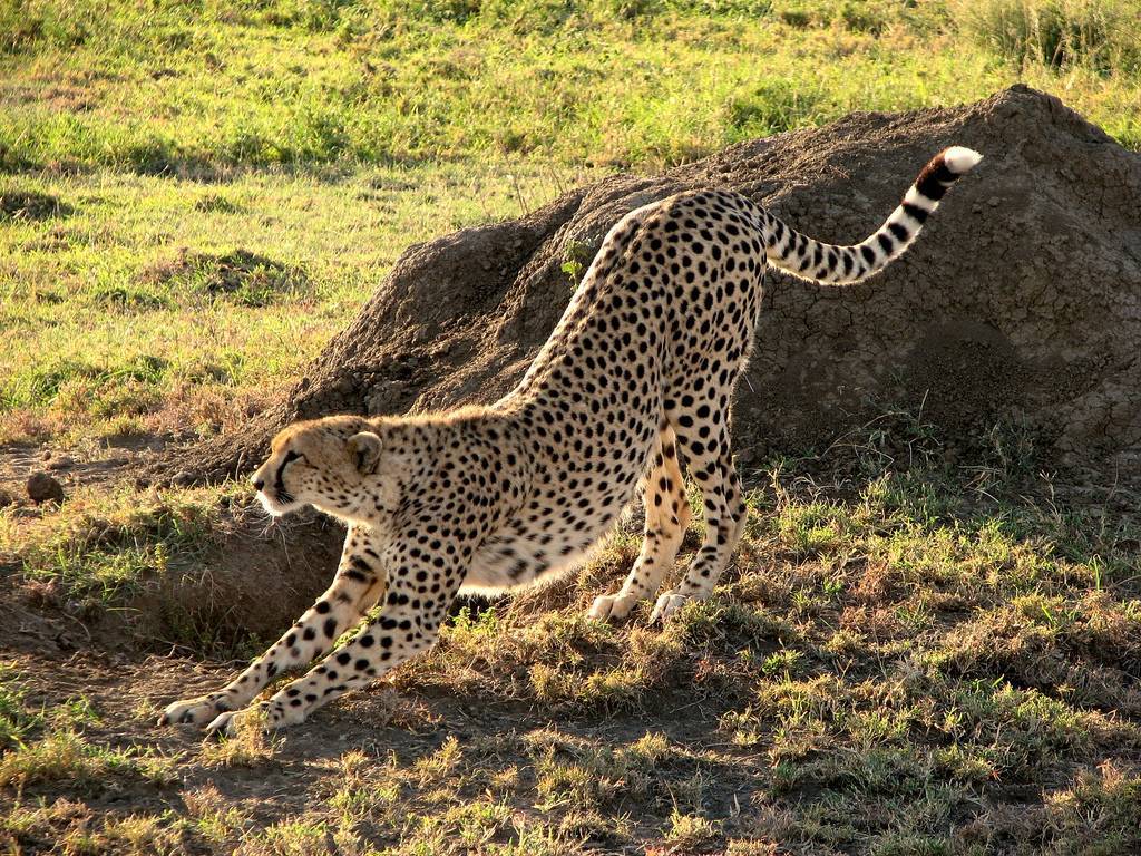 Какую скорость может развить гепард