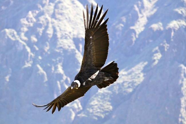 Самая большая птица в мире летающая фото