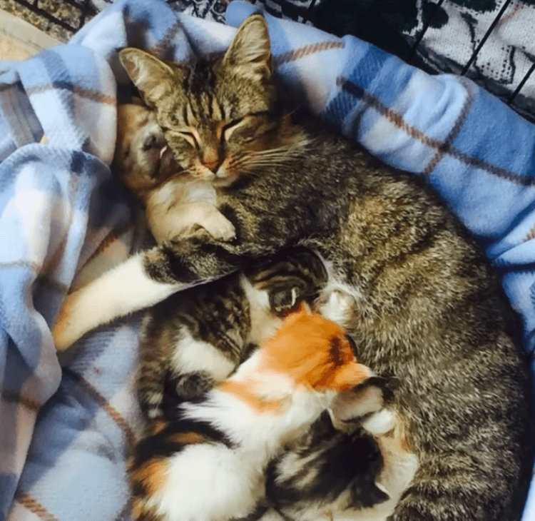 Кошачья семья