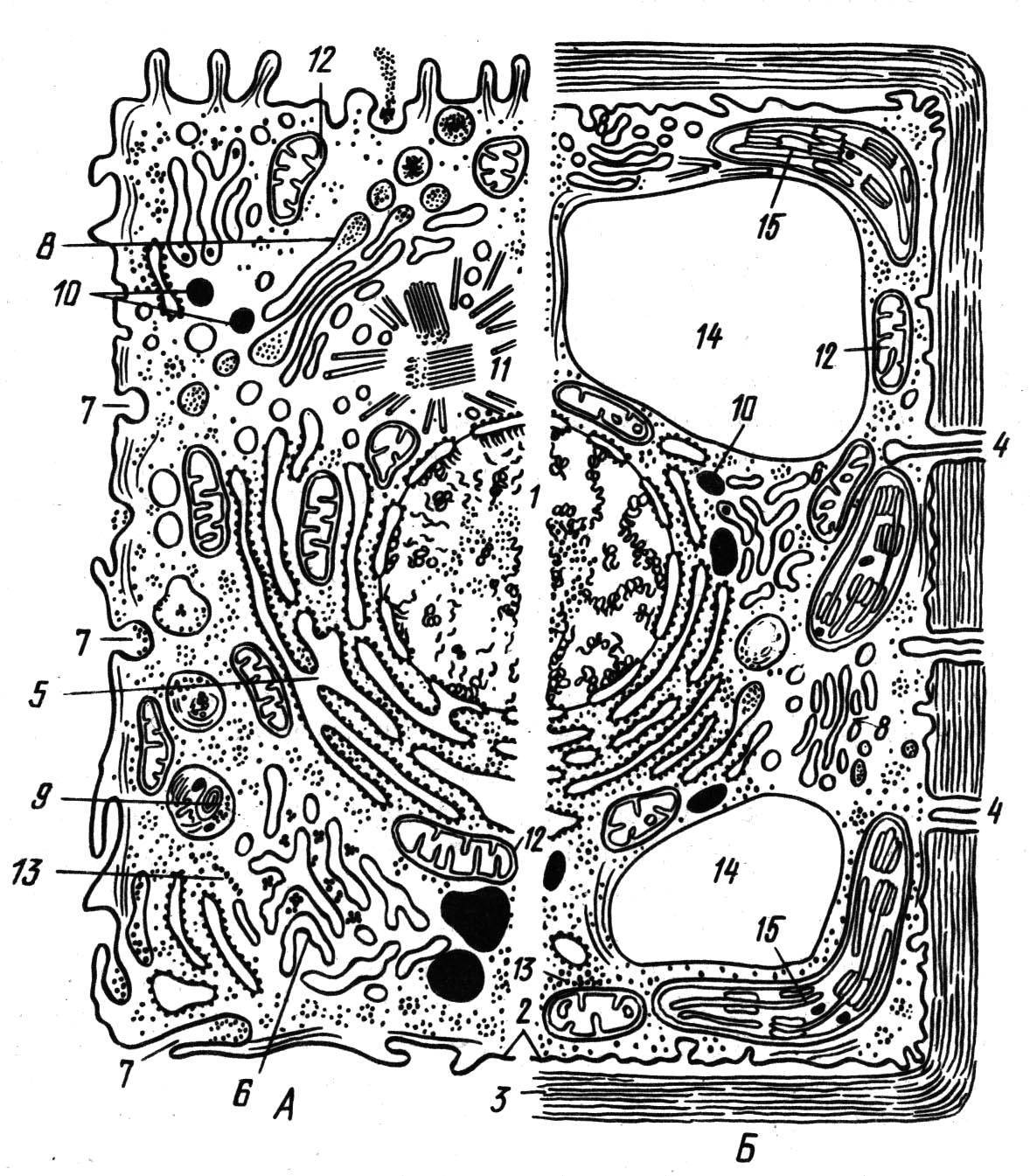 Комбинированная схема строения эукариотической клетки