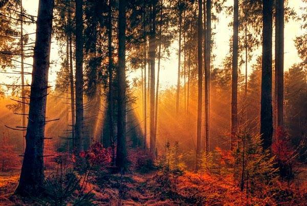 Сочинение на тему осень в лесу