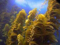 Растительный мир тихого океана кратко