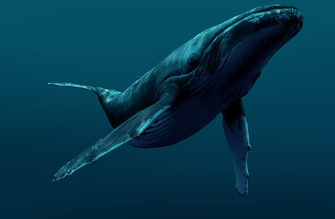 Взрослый кит