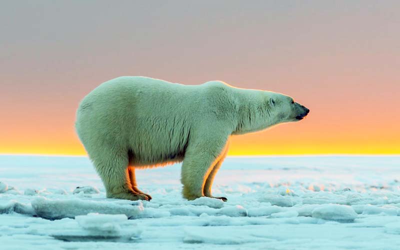 Животные Арктики: Белый медведь