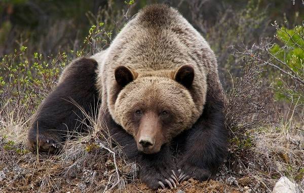 Гималайский медведь фото животного