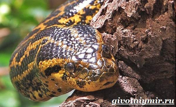 Анаконда-змея-Образ-жизни-и-среда-обитания-анаконды