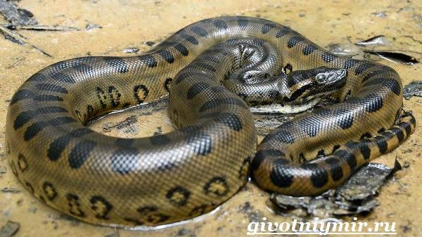 Анаконда-змея-Образ-жизни-и-среда-обитания-анаконды-1