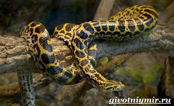 Анаконда-змея-Образ-жизни-и-среда-обитания-анаконды-2