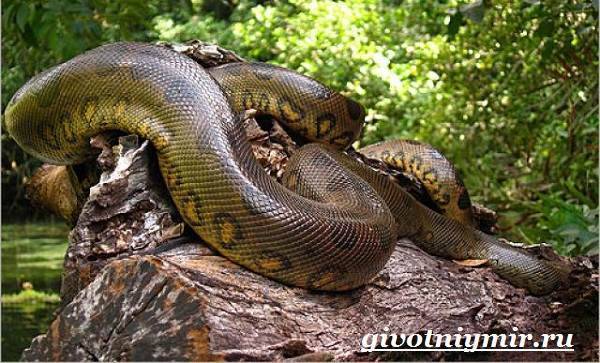Анаконда-змея-Образ-жизни-и-среда-обитания-анаконды-3