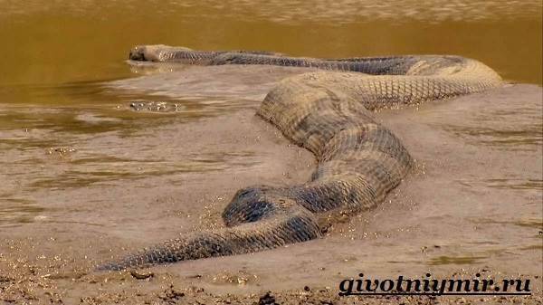 Анаконда-змея-Образ-жизни-и-среда-обитания-анаконды-9