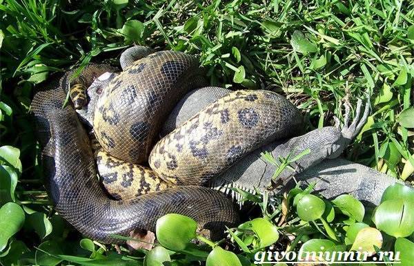 Анаконда-змея-Образ-жизни-и-среда-обитания-анаконды-6