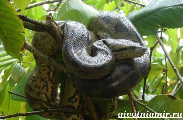 Анаконда-змея-Образ-жизни-и-среда-обитания-анаконды-7