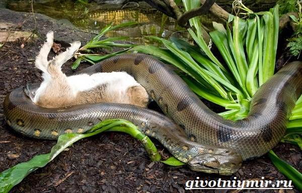 Анаконда-змея-Образ-жизни-и-среда-обитания-анаконды-8