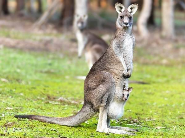 Животные-Австралии-Описание-названия-и-особенности-животных-Австралии-5