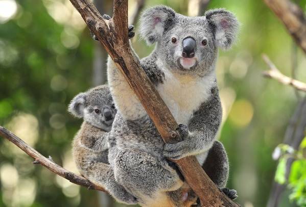 Животные-Австралии-Описание-названия-и-особенности-животных-Австралии-6