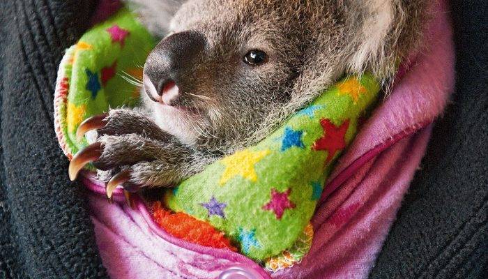 Чем питается коала