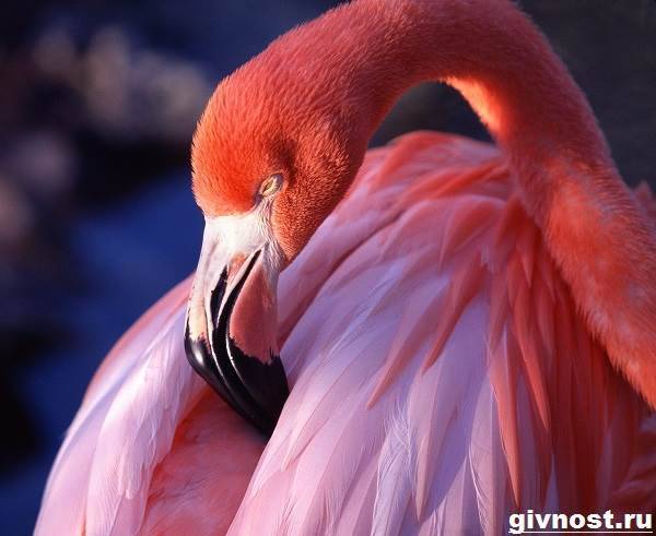 rozovyj-flamingo-obraz-zhizni-i-sreda-obitaniya-rozovogo-flamingo-4
