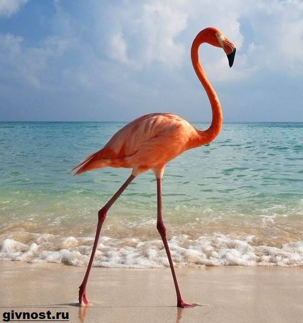 rozovyj-flamingo-obraz-zhizni-i-sreda-obitaniya-rozovogo-flamingo-5