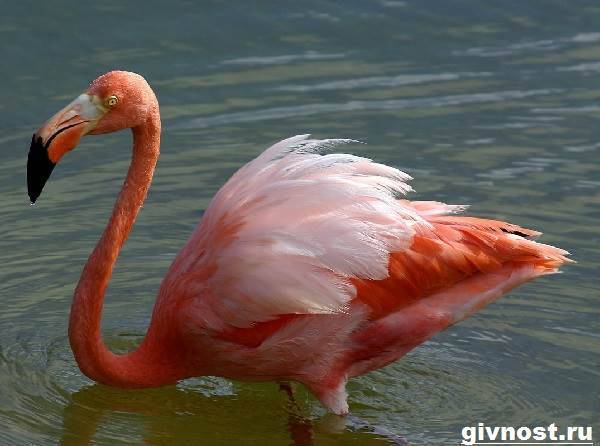 rozovyj-flamingo-obraz-zhizni-i-sreda-obitaniya-rozovogo-flamingo-6