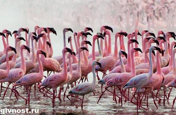 rozovyj-flamingo-obraz-zhizni-i-sreda-obitaniya-rozovogo-flamingo-3