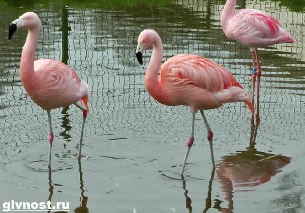 rozovyj-flamingo-obraz-zhizni-i-sreda-obitaniya-rozovogo-flamingo-8