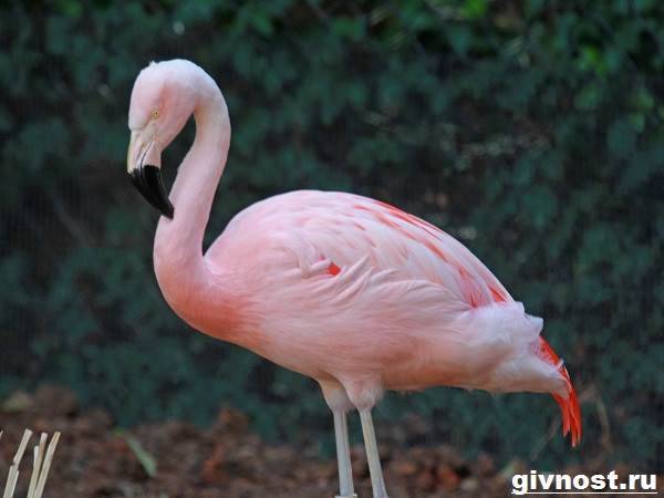 rozovyj-flamingo-obraz-zhizni-i-sreda-obitaniya-rozovogo-flamingo-7