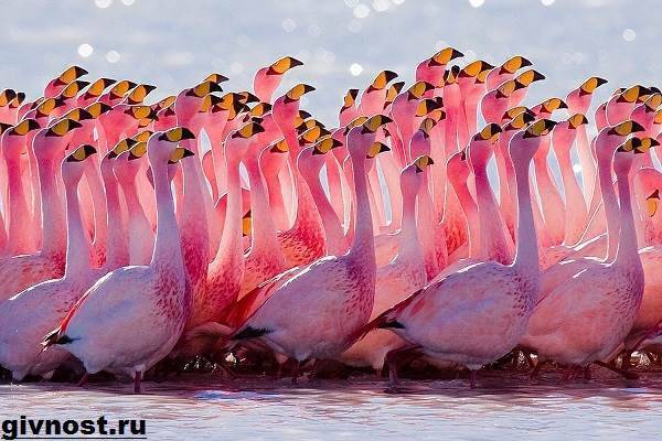rozovyj-flamingo-obraz-zhizni-i-sreda-obitaniya-rozovogo-flamingo-1